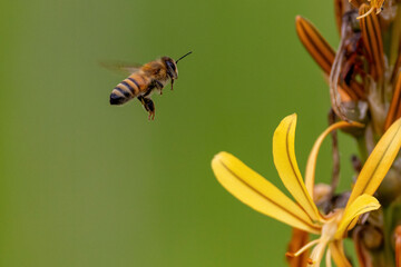 Flying honey bee collecting bee Bee collecting honey. green background negative space.