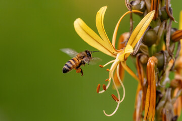 Flying honey bee collecting bee Bee collecting honey. green background negative space.