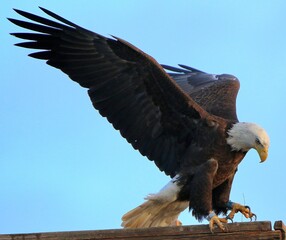 Bald Eagle Landing on Roost 