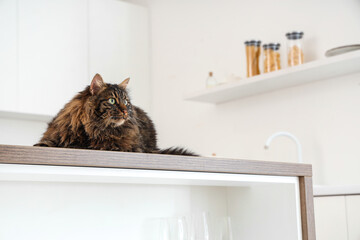 Fluffy cat lying on table in kitchen