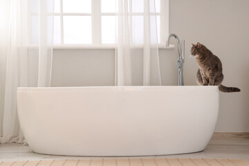 Cute cat on bathtub at home