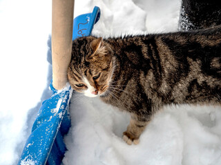 the cat squints and purrs and rubs against the handle of a shovel in the snow - 757716190
