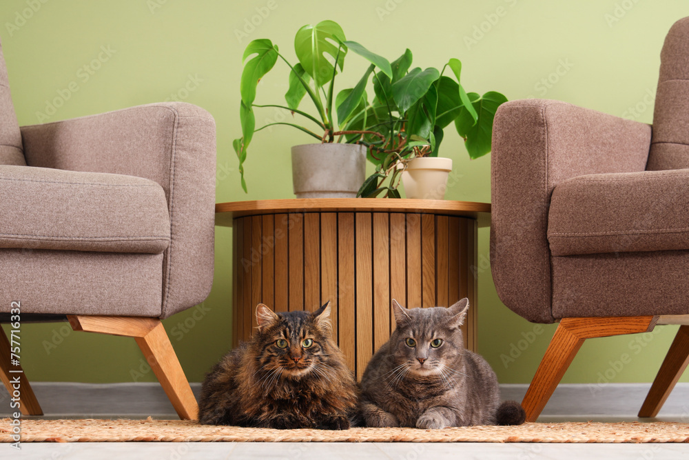 Poster cute cats lying on rug in living room