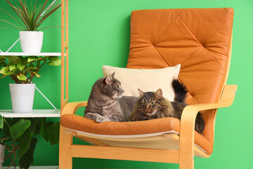 Cute cats lying in armchair at home