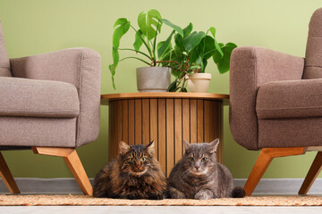 Cute cats lying on rug in living room
