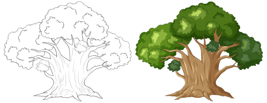 Illustration of a tree, from line art to colored