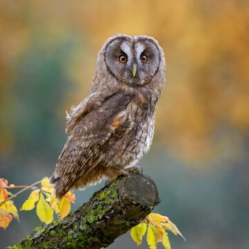 The Eurasian scops owl (Otus scops), also known as the European scoops owl or just scoops 