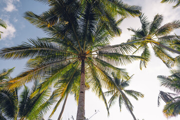 Fototapeta na wymiar Palm trees and sky on the island