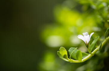 Brahmi or bacopa monnieri flower and green leaves on natural background.