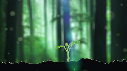 Forest grass takes root and sprouts