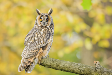 Naklejka premium Long-eared owl Asio otus, World Wildlife Day, March, animal concept, generative ai