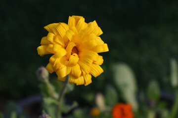 yellow Calendula officinalis flower in garden, Pot Marigold, Ruddles, Mary's gold or Scotch marigold is a flowering plant in the daisy family Asteraceae, Calendula flower closeup