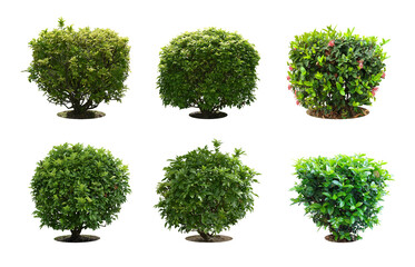 Collection Pruning trees, ornamental plants trees and bonsai of shrubs or bushes for garden decoration. (bush, shrub) On white background. (png) Total 4 trees.