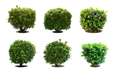 Collection Pruning trees, ornamental plants trees and bonsai of shrubs or bushes for garden decoration. (bush, shrub) On white background. (png) Total 4 trees.