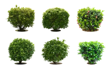 Gordijnen Collection Pruning trees, ornamental plants trees and bonsai of shrubs or bushes for garden decoration. (bush, shrub) On white background. (png) Total 4 trees. © Chothip