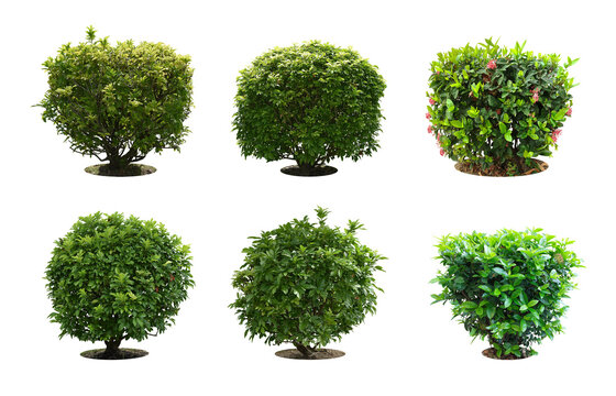 Collection Pruning trees, ornamental plants trees and bonsai of shrubs or bushes for garden decoration. (bush, shrub) On white background. (png) Total 4 trees. - Powered by Adobe