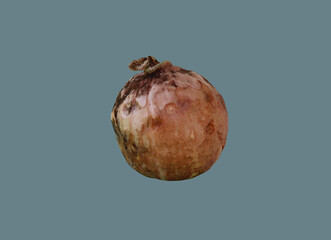 Round old spoiled pumpkin.