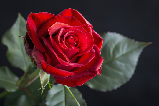 Red Rose On An Unusual Black Background For Design And Background Is Created Using Artificial Intellect