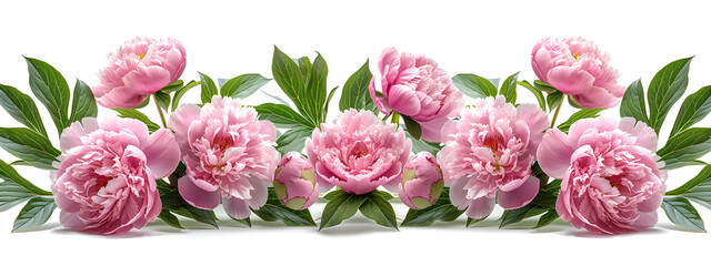 Beautiful peony flowers isolated on a white background, perfect for decoration or gifting.