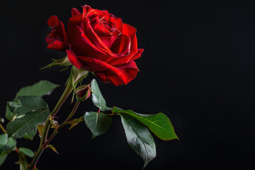 Naklejka premium Red Rose On An Unusual Black Background For Design And Background Is Created Using Artificial Intellect