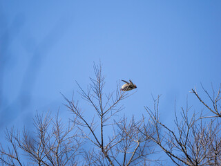 Japanese Waxwing taking off from tree