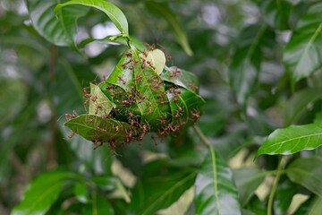 Red ants are nesting with green leaves.