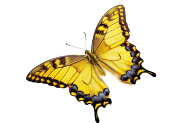 Gorgeous Lemon Butterfly isolated on transparent Background