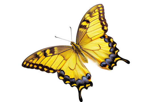 Gorgeous Lemon Butterfly isolated on transparent Background