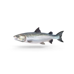 Atlantic Salmon Fish