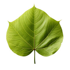 Fresh Green Bodhi Leaf Isolated on a Transparent Background