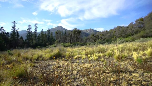 faldas de la monta&ntilde;a Ajusco en M&eacute;xico