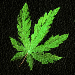 Green cannabis indica leaf painted in watercolor. Hand drawn marijuana illustration on black background - 757736741