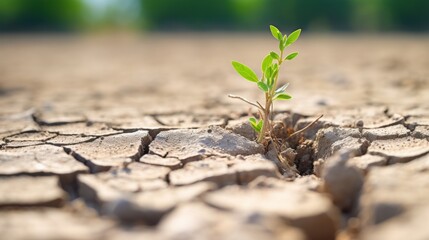 ground is dry and cracked, indicating drought problems. There is only one green sapling that stands...