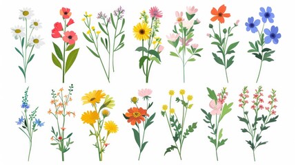 This is an illustration set of different beautiful bouquets with garden and wild flowers isolated on white. A collection of various blooming plants with stems and leaves is arranged in this bouquet.