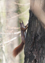 wiewiórka ruda (Sciurus vulgaris) w wiosennym lesie na drzewie