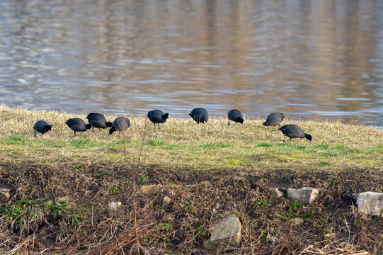stado ptaków łysek (Fulica atra) wczesną wiosną na brzegu rzeki Odry w Opolu