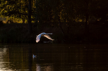 łabędź lecący nad wodą o świcie