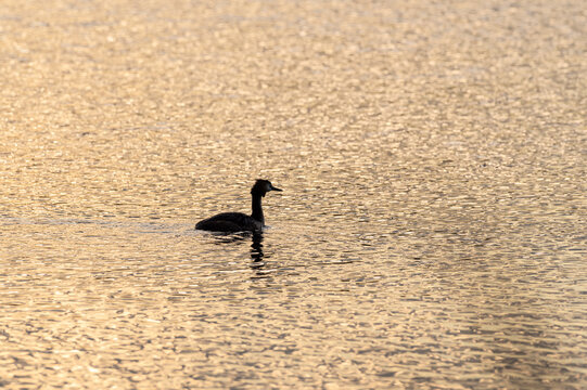 sylwetka ptaka wodnego perkoza na tle zabarwionej na złoto wody jeziora o poranku
