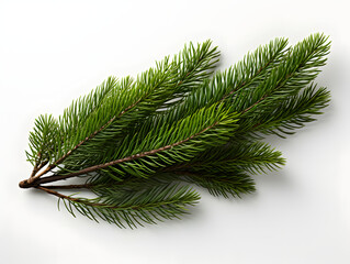 Close Up of Detailed Fir Branch Isolated on White Background. Pine Branch