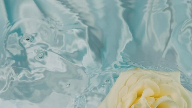 White rose flowers fall on the surface of the water on a light blue background.