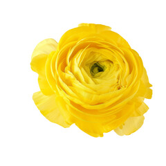 Yellow color buttercup isolated on transparent background. - 757740316