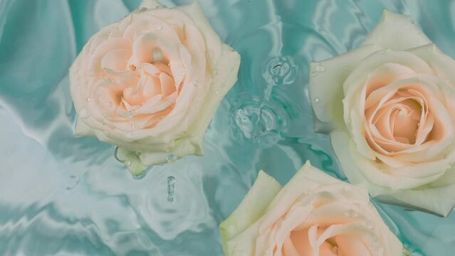 White rose flowers float in water on a light blue background. Drops of water drip onto roses and the surface of the water.