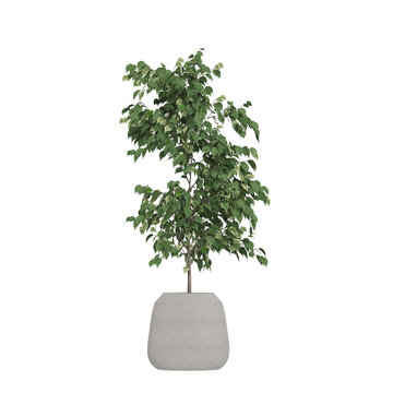 Potted plants isolated on white background