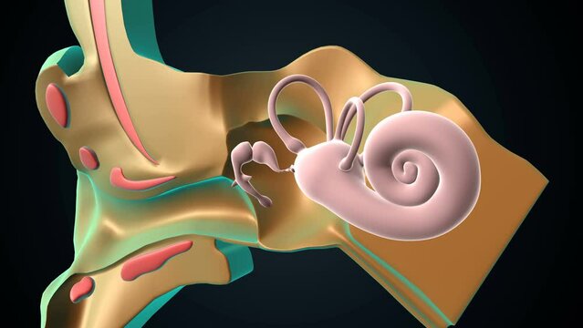 ear anatomy inner medical canal sensory sound nerve illustration.