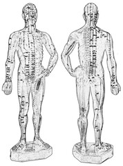 Écorché anatomique pour points d’acupuncture de médecine chinoise  - obrazy, fototapety, plakaty