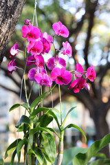 orchid, purple orchid, orchid flower in nature garden