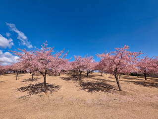 河津桜　伊勢崎市みらい公園