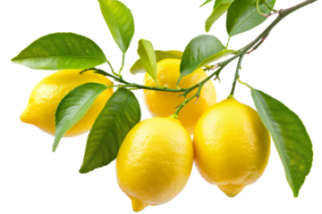 fresh lemon tree on branches isolated on white background.