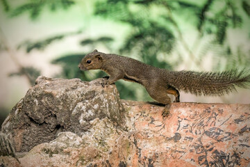 squirrel in the park