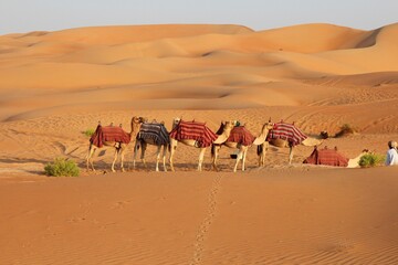 A caravan of camels rests peacefully in the desert, their weary bodies finding solace in the soft sands.